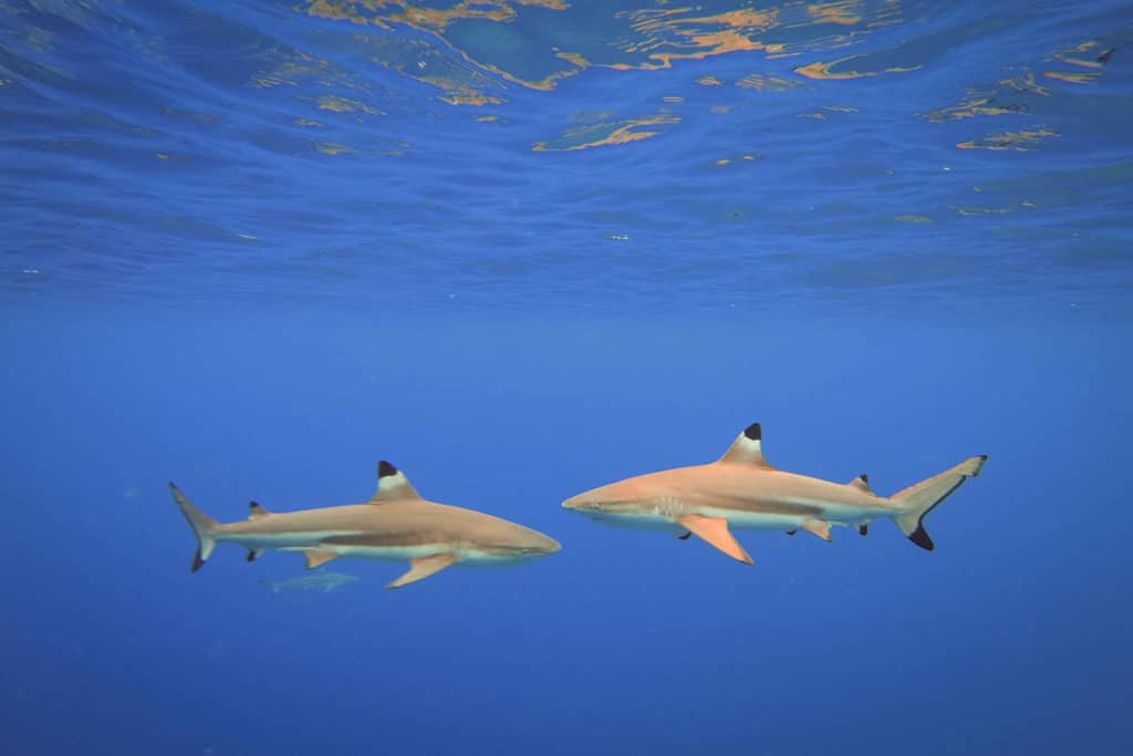 two black tip sharks