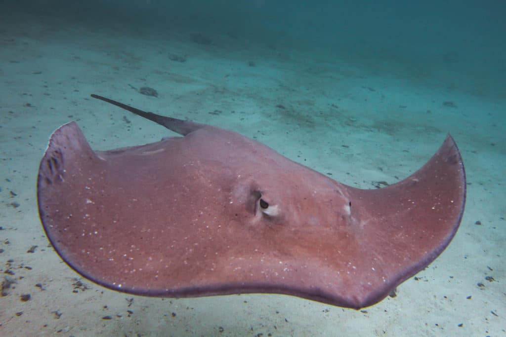 sting ray