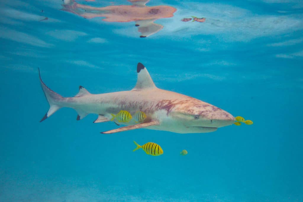 a black tip shark in the lagoon of Bora Bora