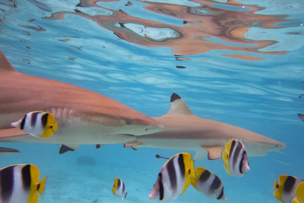 two black tip sharks