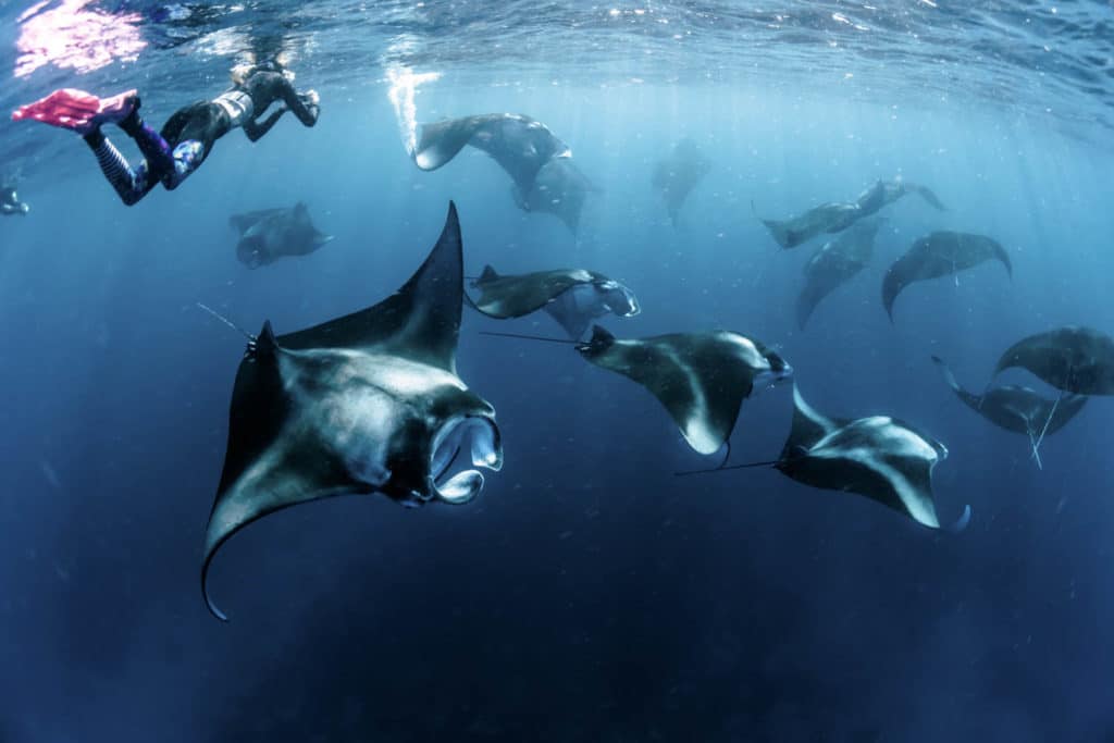 Manta Ray