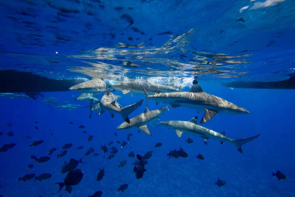 shark feeding bora bora