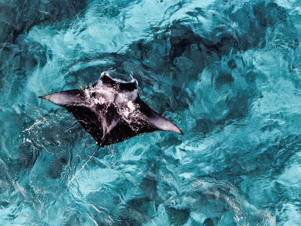 Manta Ray