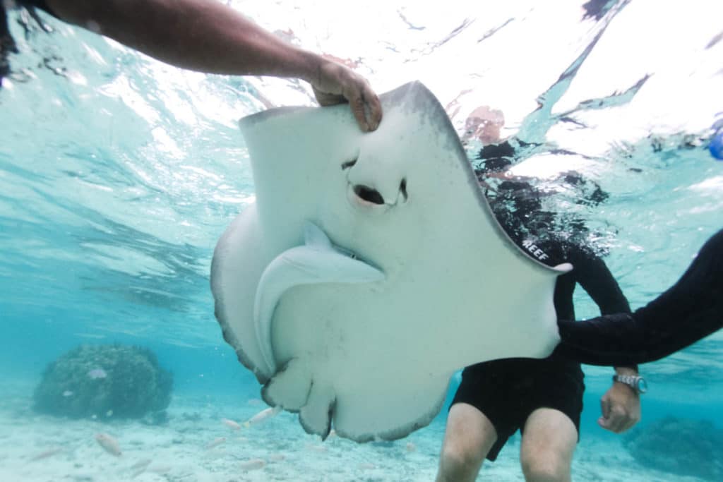 sting ray