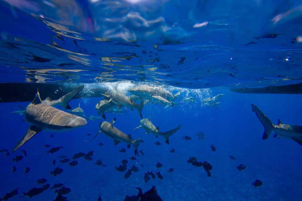 shark feeding in Bora Bora