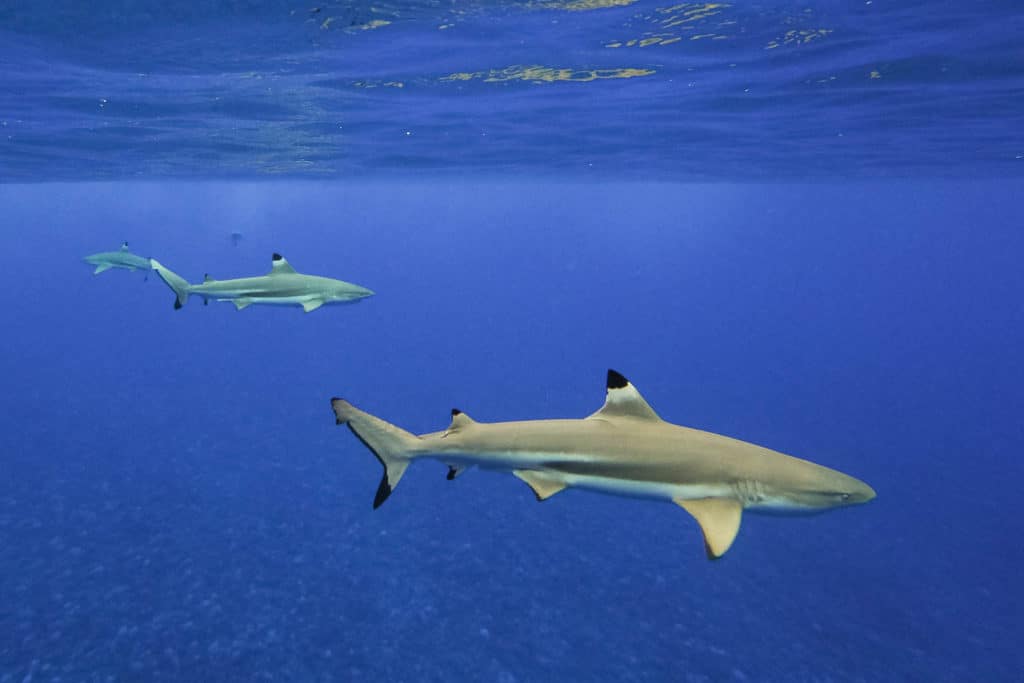 black tip sharks in the lagoon of Bora Bora