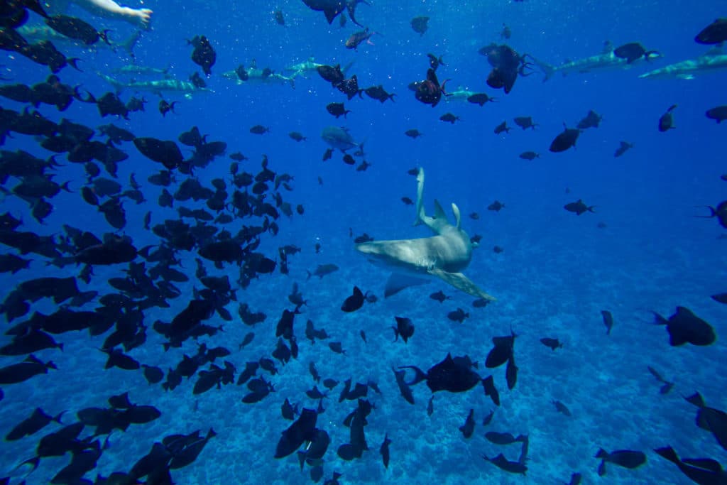 lemon shark in Bora Bora