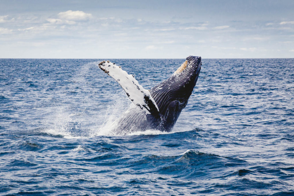 humpback whale jumping