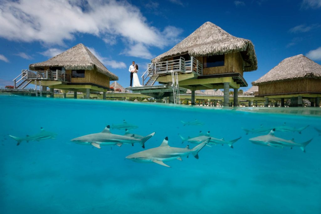 Bride and groom posing with sharks in the lagoon of Bora Bora
